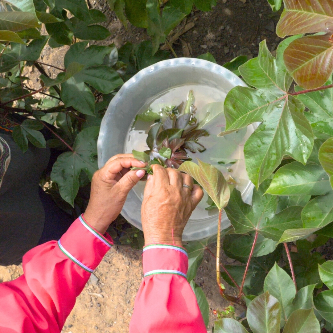 Medicina Tradicional
