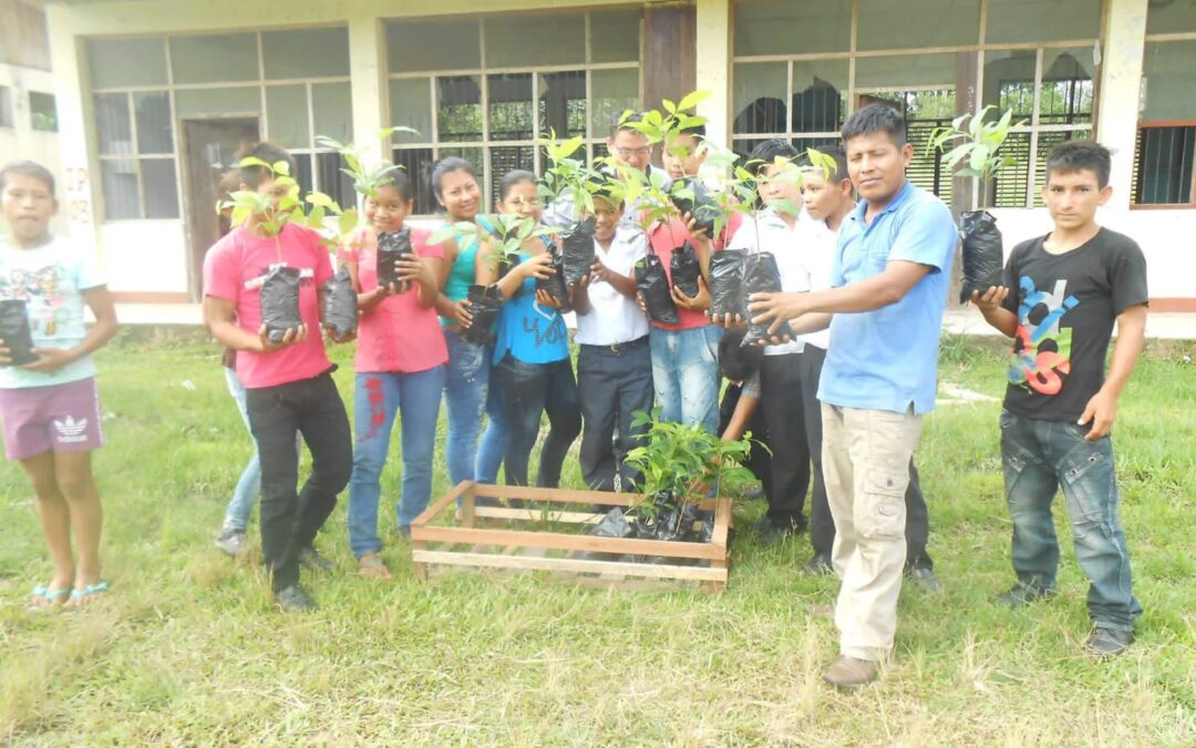 ESTUDIANTES DEL COLEGIO DE AMAQUIRIA REFORESTAN CAOBA EN EL PERIMETRO DE SU INSTITUCION EDUCATIVA