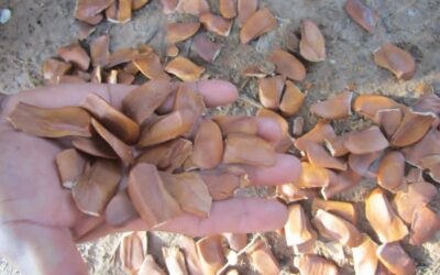 NON NETE impulsa la producción de caoba a través de viveros comunitarios